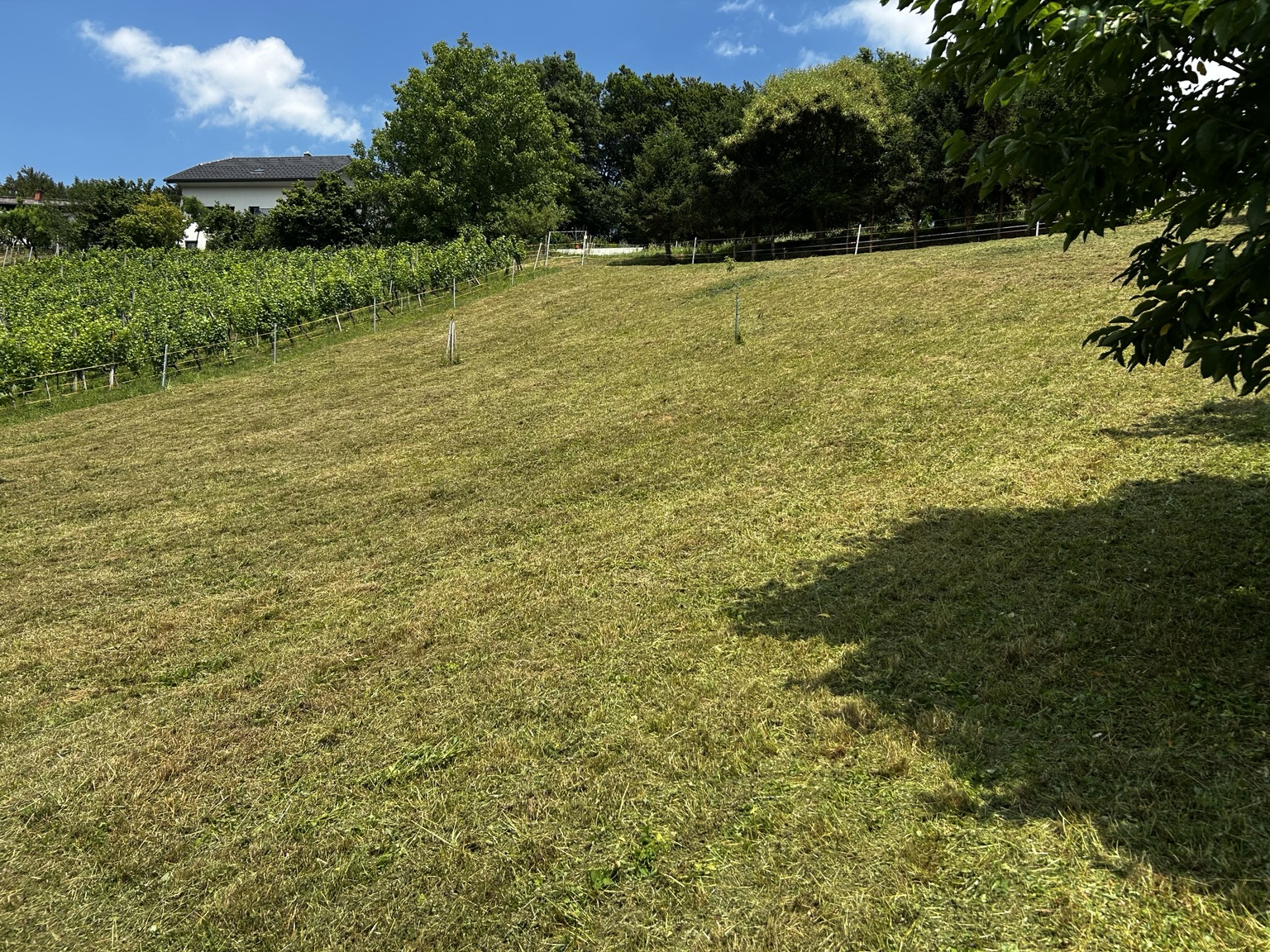 Urejena večja travnata površina